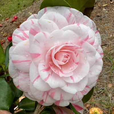 Lila S. Roberts